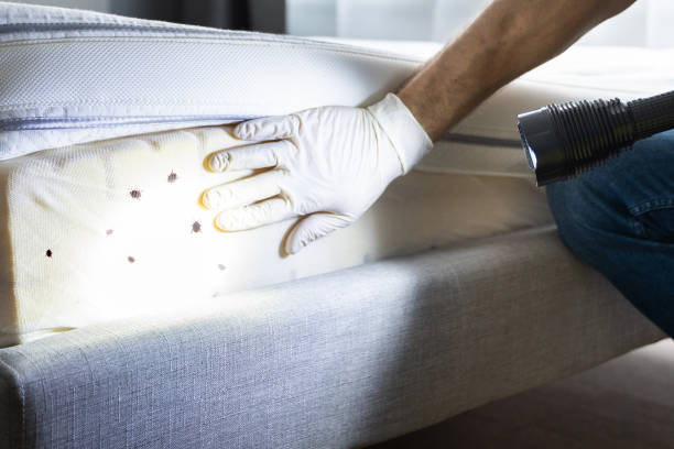 Best Residential Pest Control  in Endwell, NY