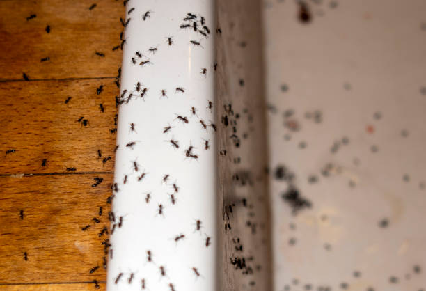 Trusted Endwell, NY Pest Control Experts