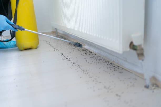 Best Flea Control Services  in Endwell, NY